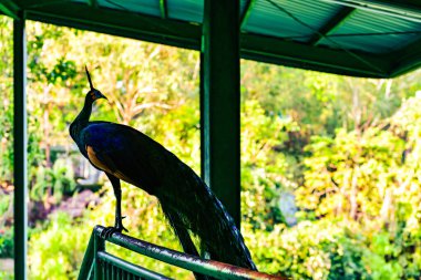Tayland 'da, parkta tavuskuşu silueti.