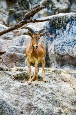 Dağda, Tayland 'da barbar koyunlar.