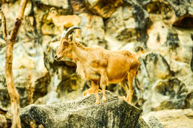 Dağda, Tayland 'da barbar koyunlar.