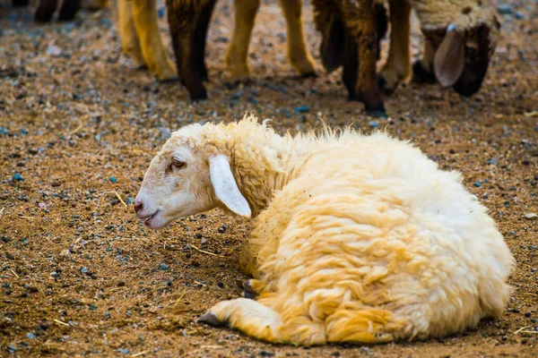 羊の肖像 — ストック写真