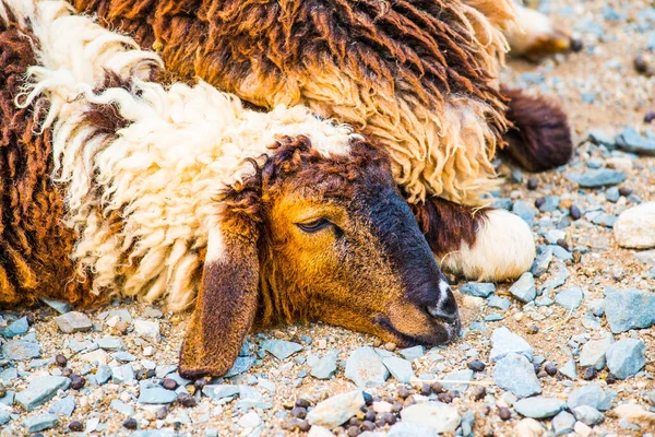 Лицо Овцы Таиланд — стоковое фото