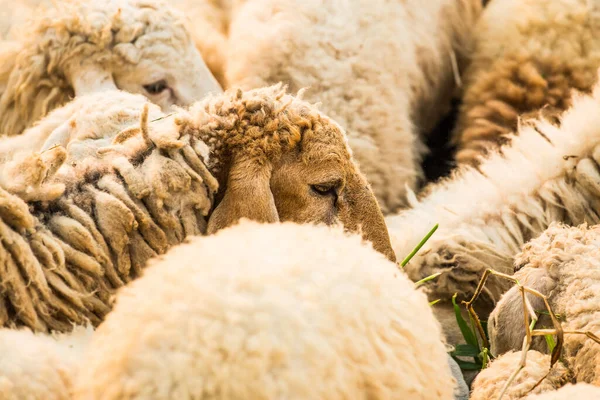 Лицо Овцы Таиланд — стоковое фото