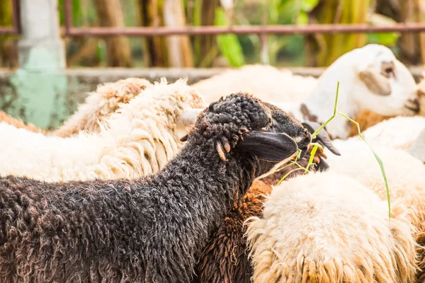 Tayland Koyun Sürüsü — Stok fotoğraf