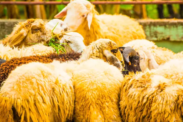 Grupa Owiec Tajlandia — Zdjęcie stockowe