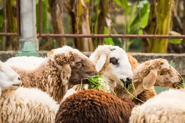 Tayland Koyun Sürüsü — Stok fotoğraf