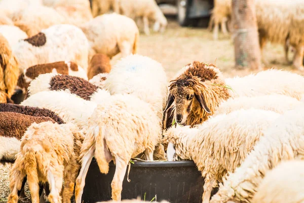 Group Sheeps Thailand — Stock Photo, Image