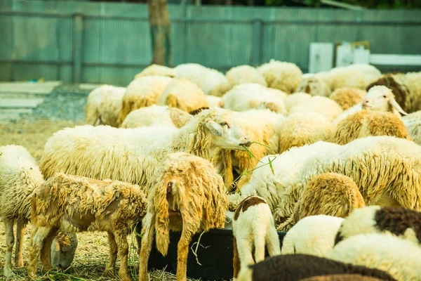 Grupa Owiec Tajlandia — Zdjęcie stockowe