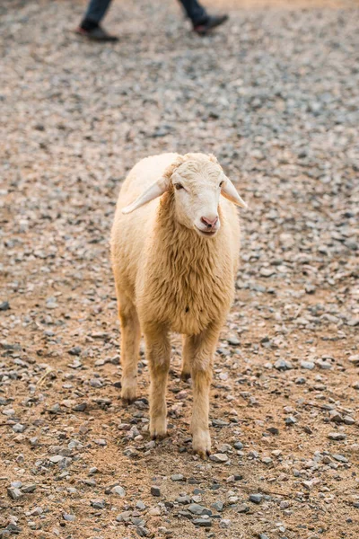 タイの若い羊の肖像 — ストック写真