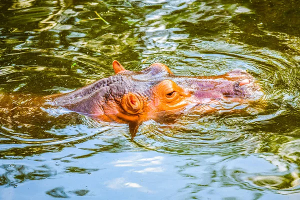 Hippopotame Dans Eau Thaïlande — Photo