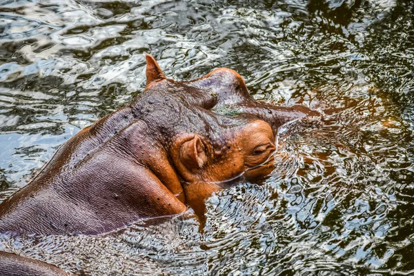 Nilpferd Wasser Thailand — Stockfoto