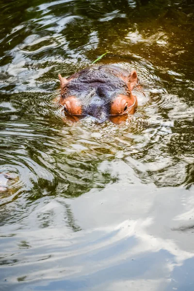 Hippopotame Dans Eau Thaïlande — Photo