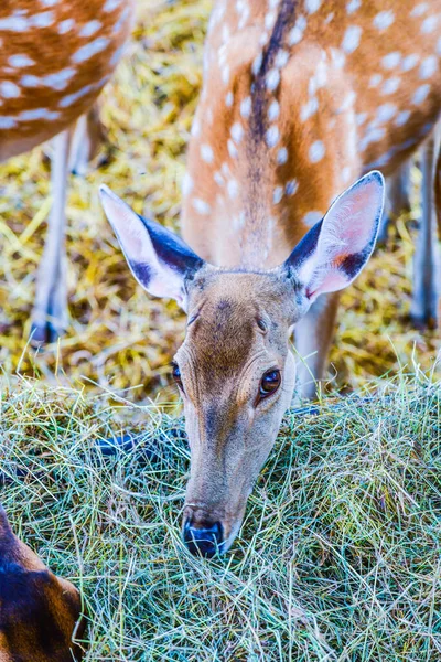 Benekli geyiğin yüzü, Tayland.