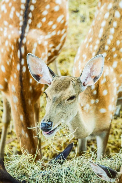 Face of spotted deer, Thailand.