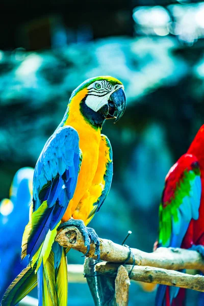 Ptak Macaw Tajlandii Tajlandia — Zdjęcie stockowe