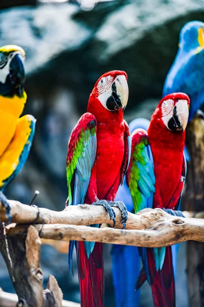 Macaw Bird Thai Tailândia — Fotografia de Stock
