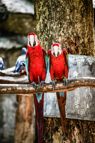 Ptak Macaw Tajlandii Tajlandia — Zdjęcie stockowe