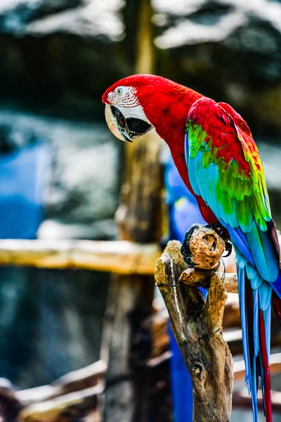 Macaw Madár Thai Thaiföld — Stock Fotó