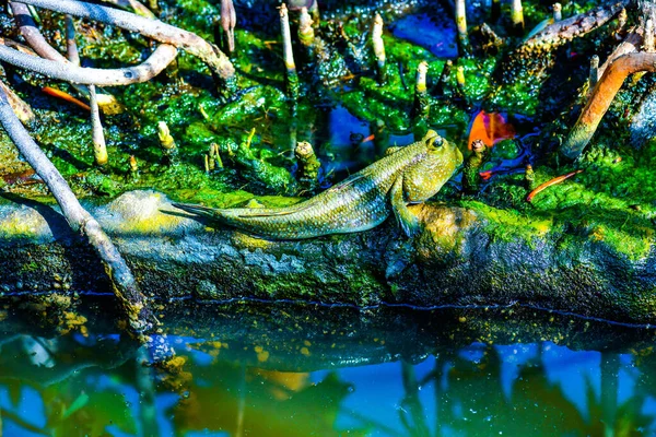 Schlammskipper Fische Mit Mangrovenwald Thailand — Stockfoto