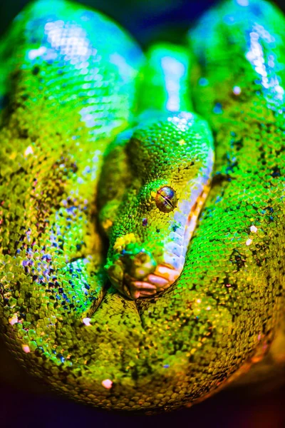 Green Tree Python Tree Thailand — 图库照片