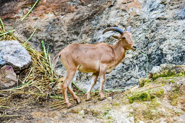 Barbary Owca Górze Tajlandia — Zdjęcie stockowe
