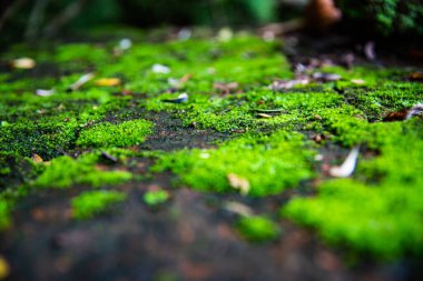 Tayland 'da yerde yosun..