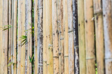 Bambu çit arka planı, Tayland.