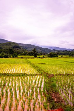 Rice field in Phayao province, Thailand.