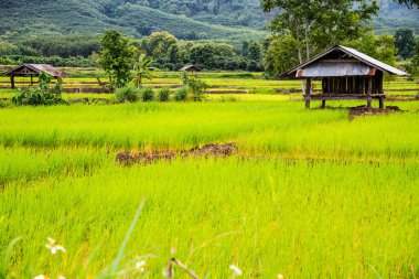 Rice field in Phayao province, Thailand.