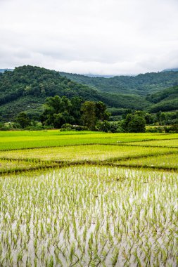 Rice field in Phayao province, Thailand.