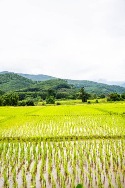 Rice field in Phayao province, Thailand.
