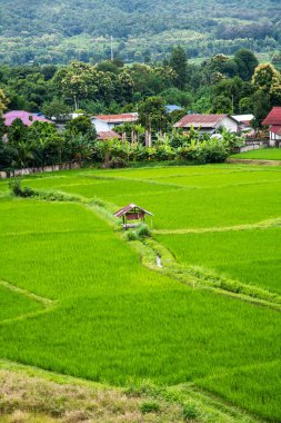 Wat Phuket manzaralı güzel pirinç tarlası, Tayland.
