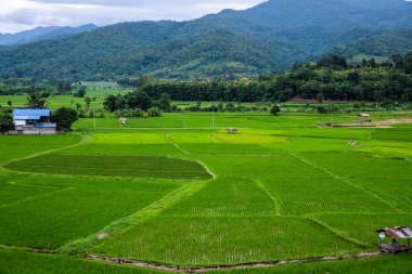 Wat Phuket manzaralı güzel pirinç tarlası, Tayland.