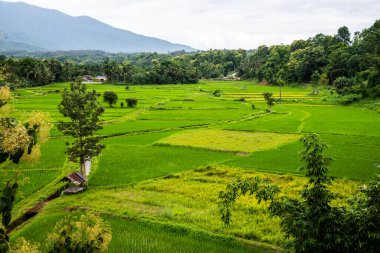 Wat Phuket manzaralı güzel pirinç tarlası, Tayland.