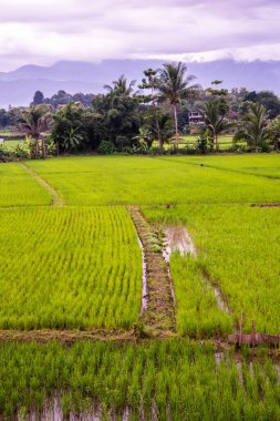 Tayland 'ın Pua bölgesinin güzel pirinç tarlası..