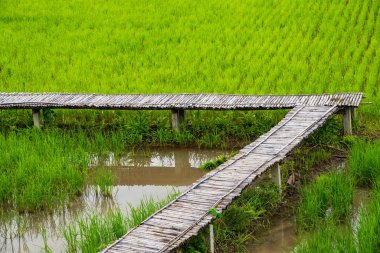 Nan 'ın Pua ilçesindeki pirinç tarlası.