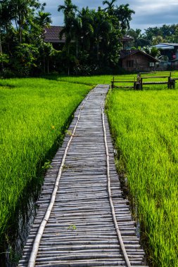 Tayland 'ın Pua bölgesinin güzel pirinç tarlası..