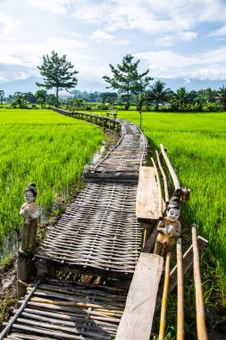 Tayland 'ın Pua bölgesinin güzel pirinç tarlası..
