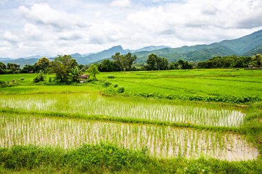 Tayland 'ın Pua bölgesindeki pirinç tarlası.