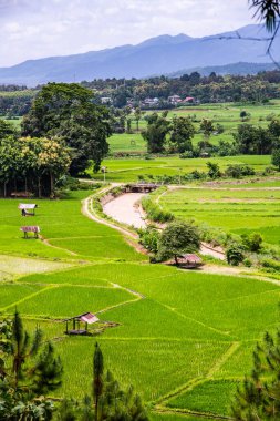 Tayland 'ın Pua bölgesindeki pirinç tarlası.