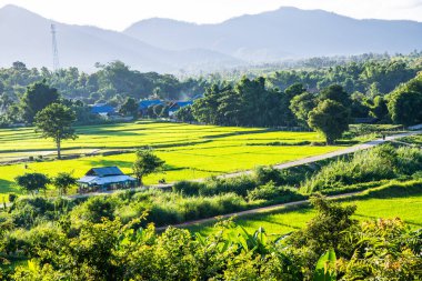 Tayland 'ın Lampang bölgesindeki Muang Pan bölgesinde pirinç tarlası.
