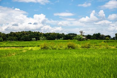 Tayland 'ın Lampang bölgesindeki pirinç tarlası.