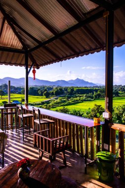 Tayland 'ın Lampang bölgesindeki Muang Pan bölgesinde pirinç tarlası.