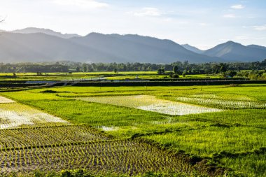 Tayland 'ın Lampang bölgesindeki Muang Pan bölgesinde pirinç tarlası.