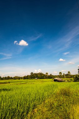 Tayland 'ın Chiangmai bölgesindeki pirinç tarlası..