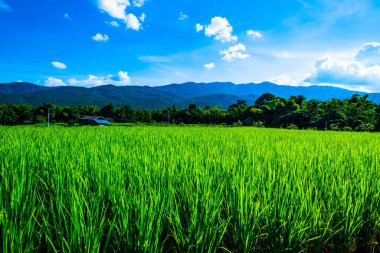 Tayland 'ın Chiangmai bölgesindeki pirinç tarlası..