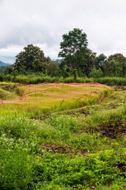 Samoeng pirinç araştırma merkezi, Tayland.