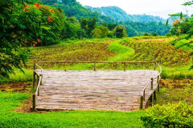 Samoeng pirinç araştırma merkezi, Tayland.