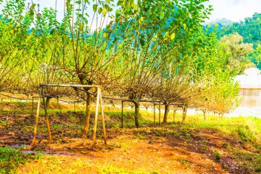 Tayland 'da dut bahçesi.