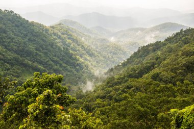 Tayland 'da sisli tropik yağmur ormanı.