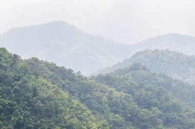 Tayland 'da sisli tropik yağmur ormanı.